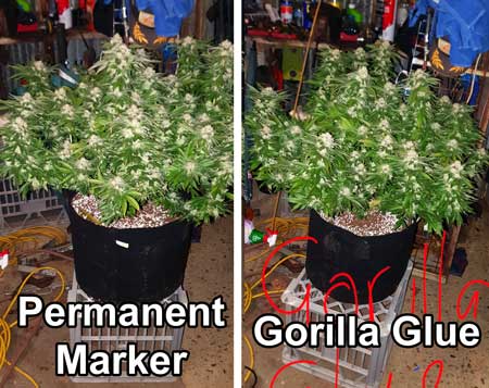 Permanent Marker and Gorilla Glue - Two strains by MSNL