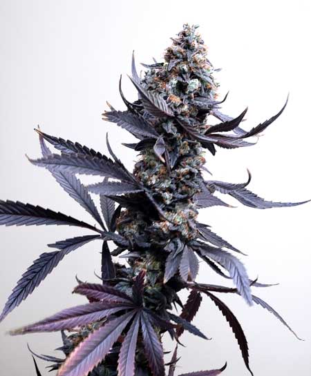 Purple Ghost Candy big fat cannabis cola grown at GrowWeedEasy.com