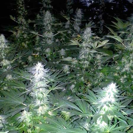 Sea of Green - many colas/buds
