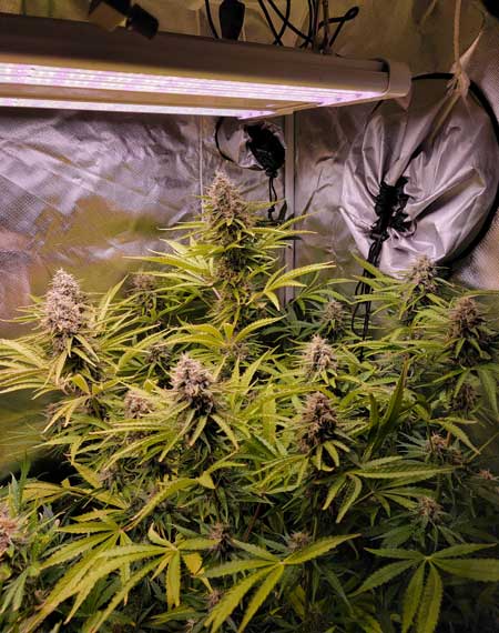 Sour Diesel autoflowering cannabis plant grew close to lights