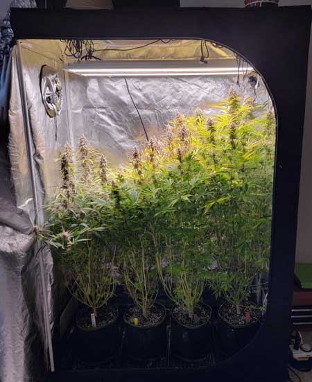 Tall crazy wild cannabis plants were not topped or trained