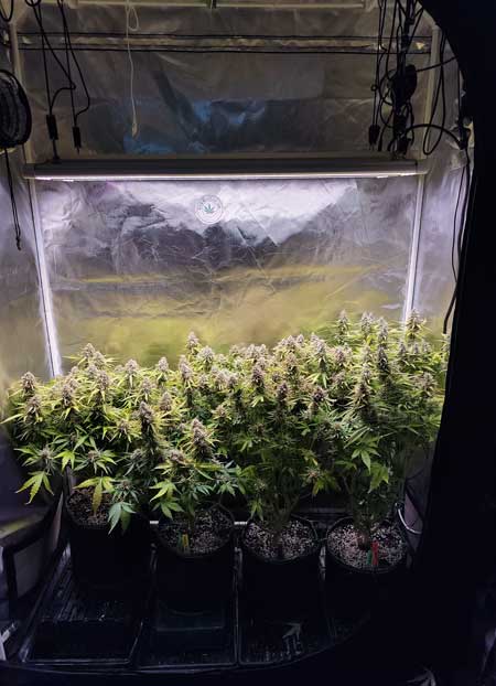 Topped and trained cannabis plants that are neat and orderly