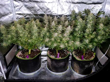 Medium cannabis plant