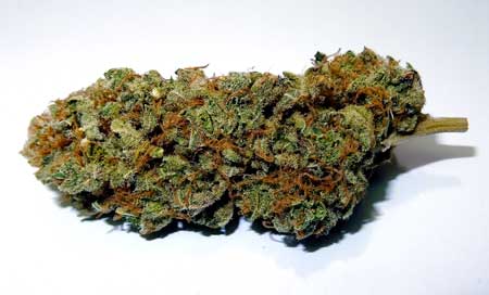 White Rhino - dried and jarred bud