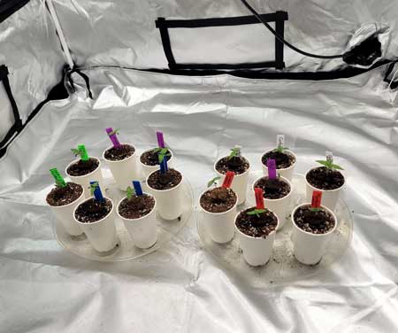 Day 7 seedlings