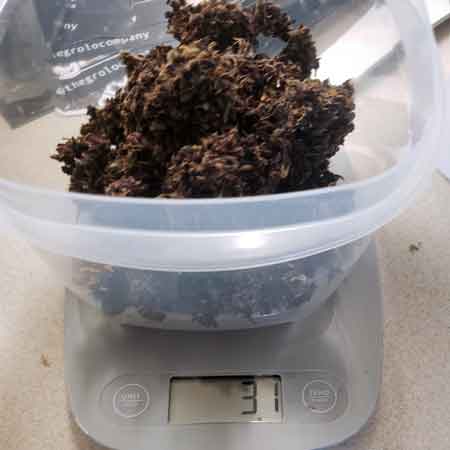1.1 oz (31 gram) purple cannabis harvest weigh-in yield
