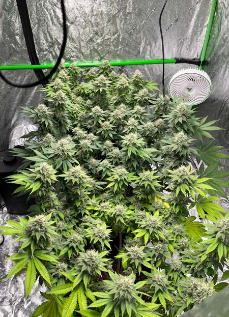 This plant is getting the equivalent of organic food and a private school.