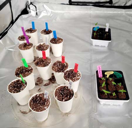 About to move the cannabis seedlings to cups full of soil