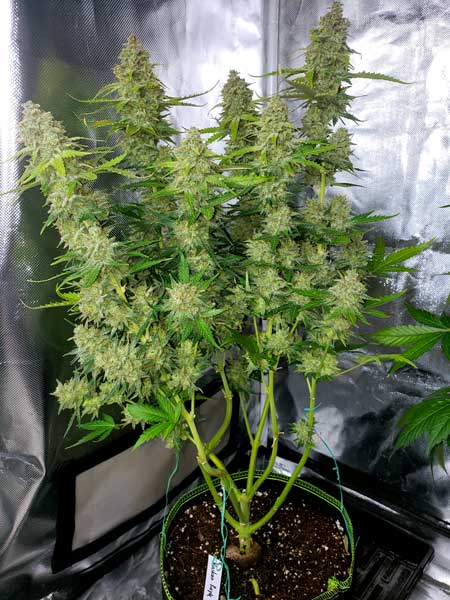 Lollipopped plant