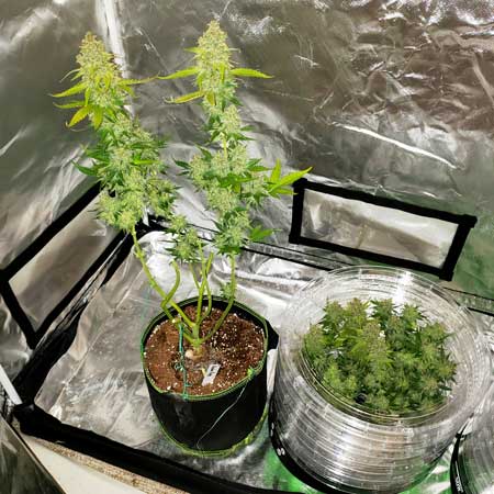 Halfway through harvesting the cannabis plants "Alaskan Purple Auto" by Seedsman. Autoflowering cannabis grow journal by GrowWeedEasy.com