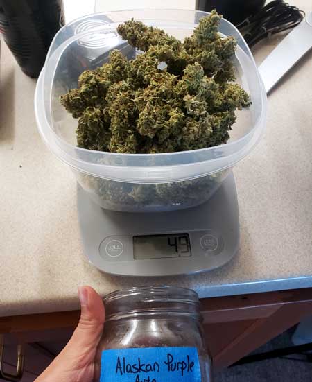 Alaskan Purple Auto cannabis buds weigh-in - growweedeasy grow journal - 49g
