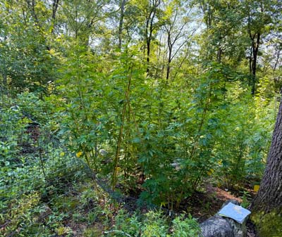This plant is getting the equivalent of organic food and a private school.