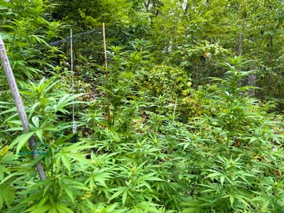 Don't you want to take a nap here in all this nature and weed?