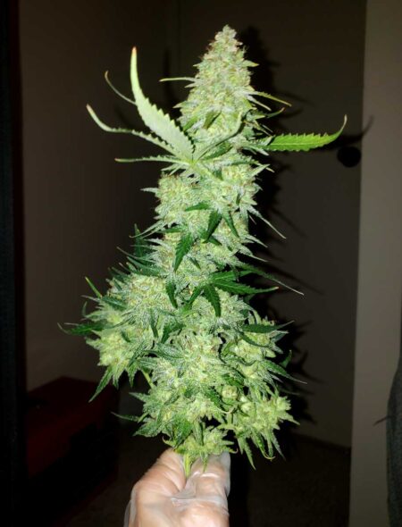 Auto Alaskan Purple cannabis bud in hand, grown by Nebula Haze of GrowWeedEasy.com