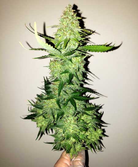 Auto Alaskan Purple cannabis bud by Seedsman grown by Nebula Haze of GrowWeedEasy.com