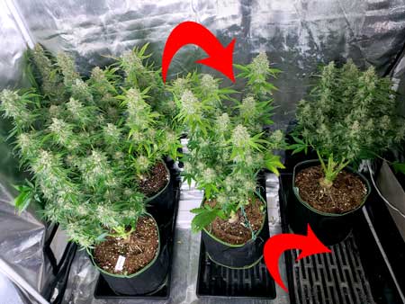 Grow tent with two missing plants