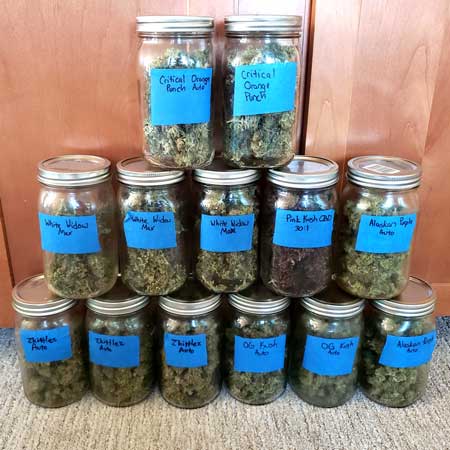 Autoflowering harvest in jars