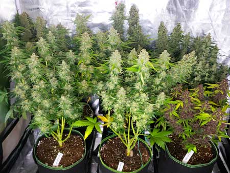 The autoflowering plants just before harvest