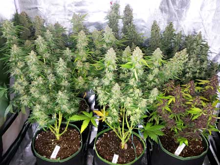 Autoflowering cannabis plants - just before harvest (The Whole Gang)