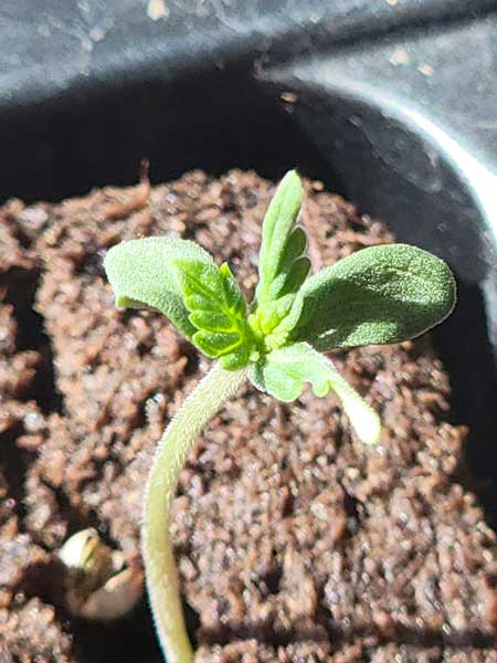 Baby picture of our mutant cannabis seedling