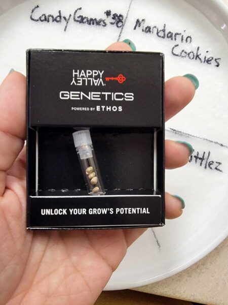 Candy Games #38 photoperiod seeds - Sweet Dreams cannabis grow by Nebula Haze of GrowWeedEasy.com