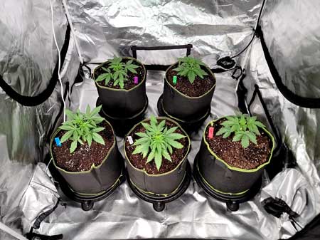 Day 20 cannabis plants