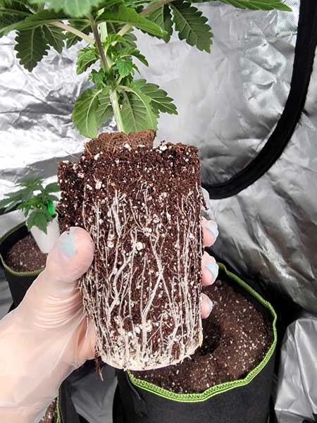 Cannabis root ball of a seedling - about to be transplanted - GrowWeedEasy.com cannabis grow journal by Nebula Haze