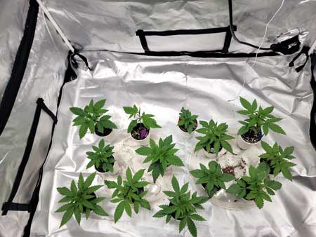 Cannabis seedlings that are 16 days old from germination. GrowWeedEasy.com grow journal by Nebula Haze