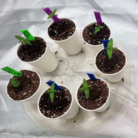 Marijuana seedlings on day 7 - top view - from GrowWeedEasy.com home grow journal (set 1)