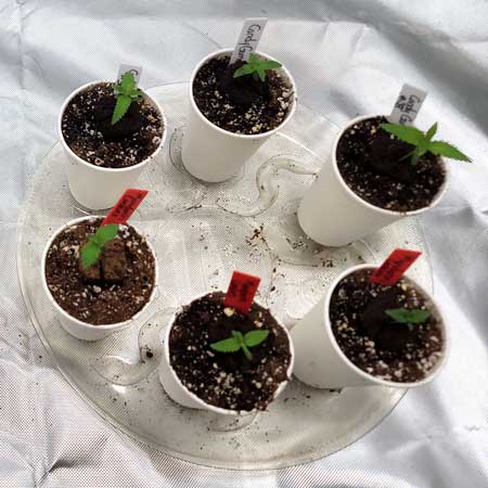 Marijuana seedlings on day 7 - top view - from GrowWeedEasy.com home grow journal (set 2)