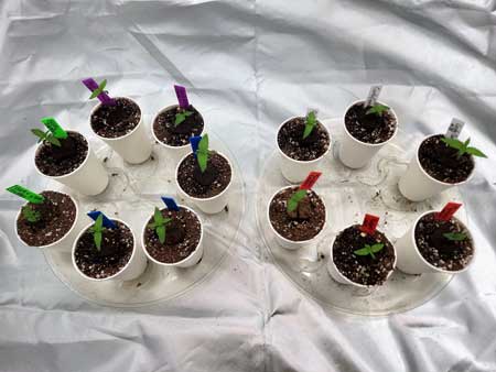 Cannabis seedlings - 7 days old top view - growweeedeasy.com grow journal