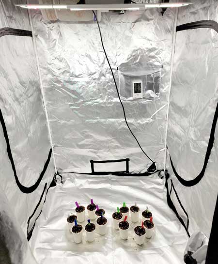 Seedlings at the end of week 1