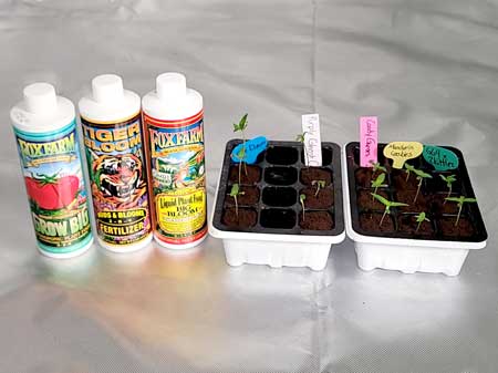 Seedlings in Rapid Rooters with FoxFarm nutrients