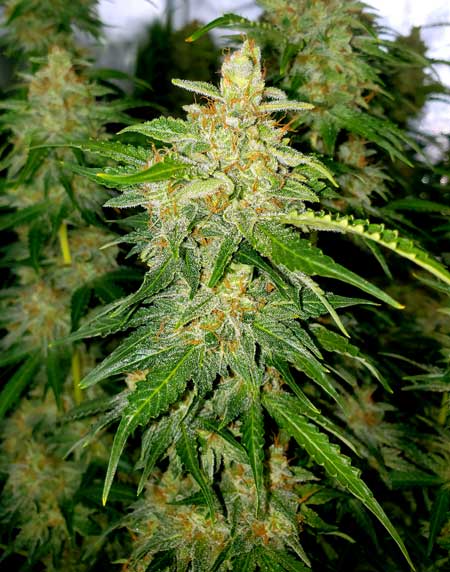 Critical Orange Punch Auto cannabis buds just before harvest - grown by GrowWeedEasy.com