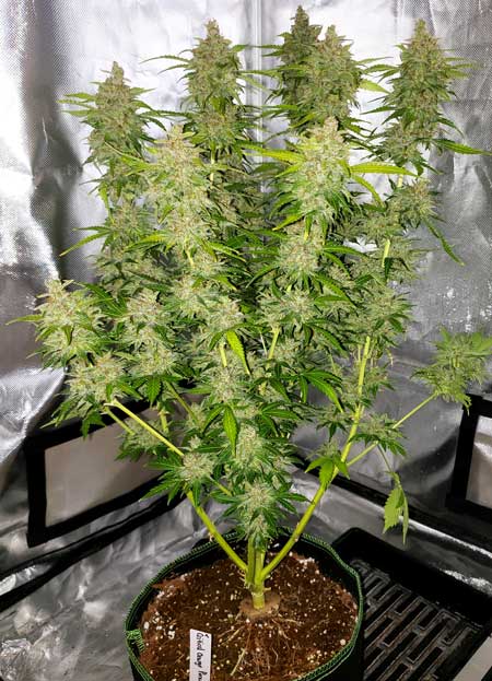 Critical Orange Punch Auto cannabis plant by GrowWeedEasy.com home grow