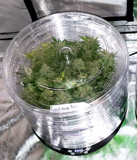 Critical Orange Punch auto cannabis plant harvest drying in HerbsNow dryer at GrowWeedEasy.com - autoflowering grow journal