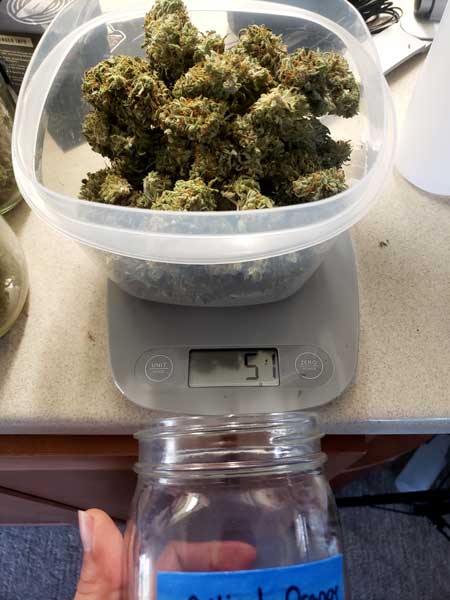 Critical Orange Punch Auto cannabis harvest weigh-in - buds weighed 51g (1.8 oz) - grow journal by cannabis home grow resource GrowWeedEasy.com
