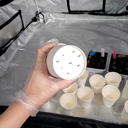 I cut drainage holes in the bottom of the cups for the marijuana seedlings