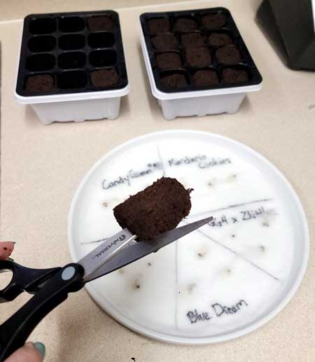 Cut the Rapid Rooters to make it easy to add germinated seeds - GrowWeedEasy.com tutorial