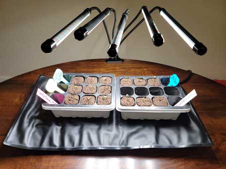 Day 1 cannabis seedlings - Grow Weed Easy photoperiod home grow journal by expert home cannabis grower Nebula Haze