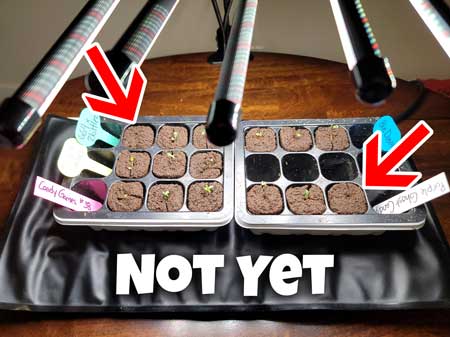 Day 1 Seedlings put in Rapid Rooters yesterday. Some haven't appeared yet. GrowWeedEasy.com grow journal