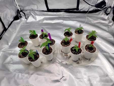 Day 11 cannabis seedlings in cups - photoperiod-marijuana home grow journal by GrowWeedEasy.com