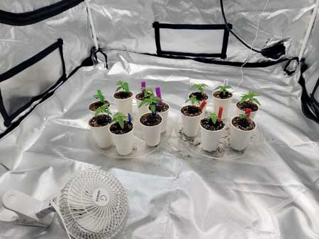 Day 11 photoperiod cannabis seedlings - GrowWeedEasy.com Sweet Dreams grow journal