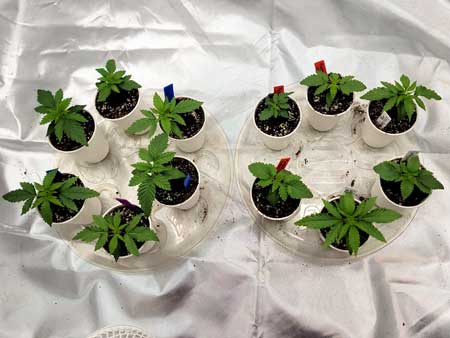 Day 13 from seed - cannabis seedlings in cups - Sweet Dreams photoperiod grow journal at Grow Weed Easy