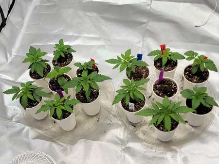 Day 14 cannabis seedlings in cups, need to be transplanted. Grow Weed Easy grow journal.