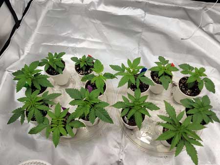 Day 15 Seedlings