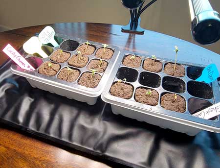 Day 2 cannabis seedlings all appeared now by GrowWeedEasy.com