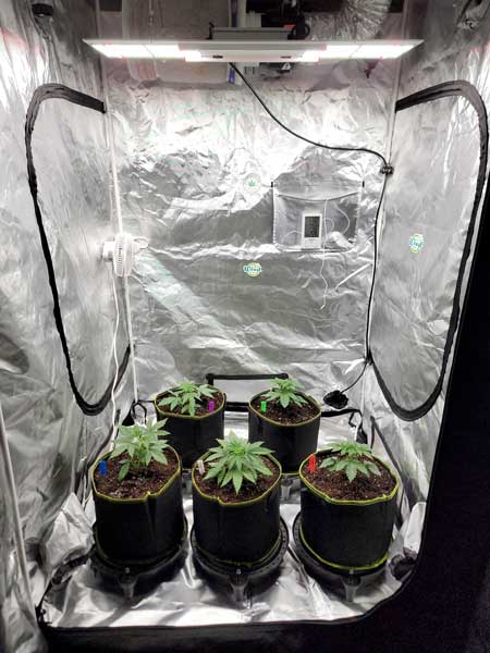 Day 20 cannabis plants - just transplanted - growweedeasy.com grow journal by Nebula Haze