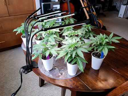 Day 20 cannabis seedlings chilling on a table in a sunny Window- about to be transplanted - growweedeasy journal