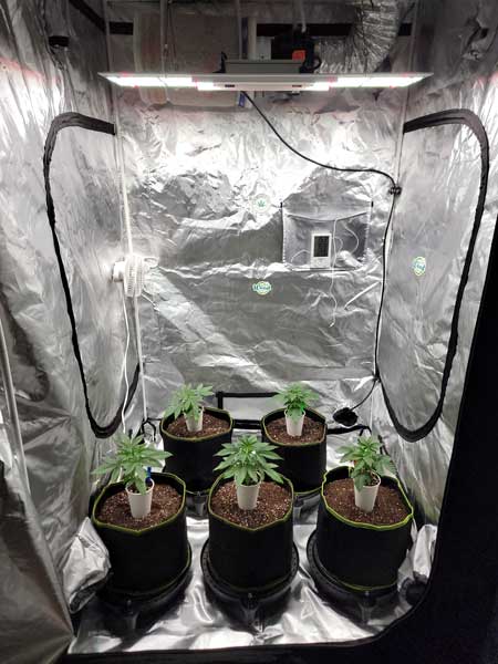 Day 20 - just before transplanting - I picked the 5 winners for the Sweet Dreams growweedeasy.com grow journal